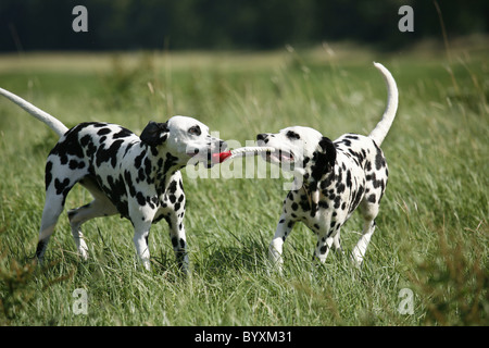 Spielende Dalmatiner / riproduzione Dalmati Foto Stock