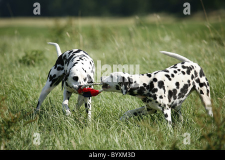 Spielende Dalmatiner / riproduzione Dalmati Foto Stock