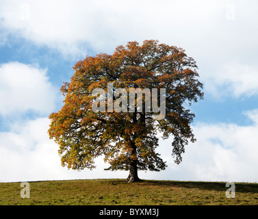 Un unico albero di quercia che cresce su una collina nei pressi del villaggio di Tollard Royal nel Wiltshire. Foto Stock