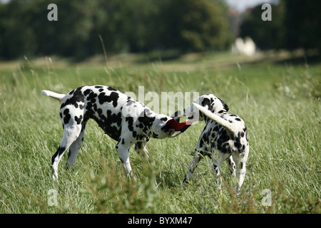 Spielende Dalmatiner / riproduzione Dalmati Foto Stock