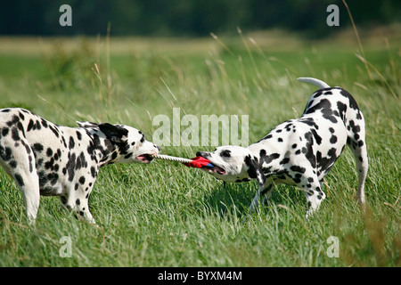 Spielende Dalmatiner / riproduzione Dalmati Foto Stock