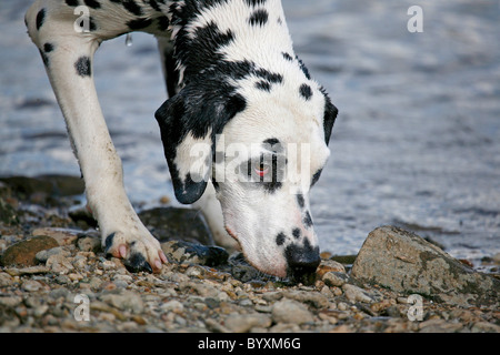 Dalmatiner schnuppernder / Dalmazia snuffling Foto Stock