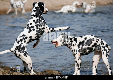 Spielende Dalmatiner / riproduzione Dalmati Foto Stock