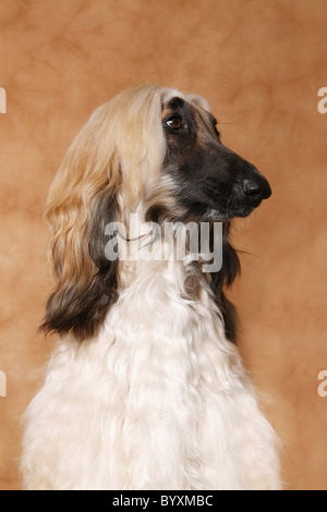 Afghanischer Windhund / Levrieri Afghani Foto Stock