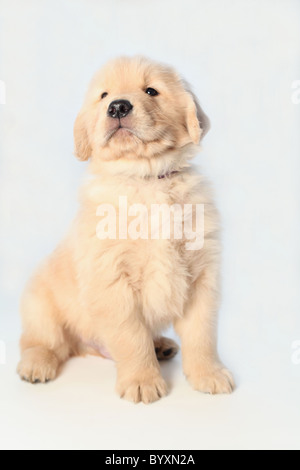 Ritratto di sei settimane vecchio golden retriever cucciolo Foto Stock