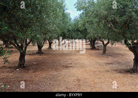 Gli alberi di ulivo e libera la gamma pollame nel paese. Foto Stock