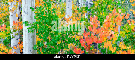 Rosso, giallo verde e arancione aspens foglie. Inyo National Forest. California Foto Stock