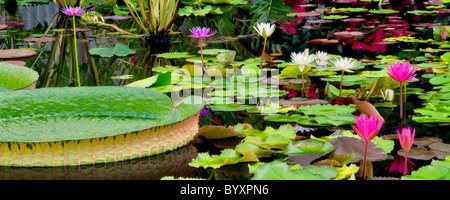 Ninfee tropicali . Hughes giardini d'acqua , o Foto Stock
