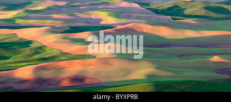 La molla nuova crescita del grano. Il Palouse, vicino Colfax, Washington. Foto Stock