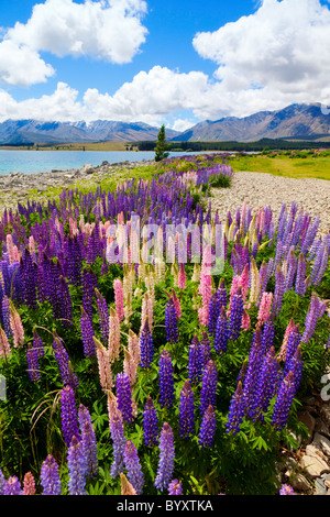 Lupin fiori di campo sulla riva del Lago Tekapo in Nuova Zelanda Foto Stock