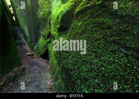 Canyon di muschio in Alabama Foto Stock