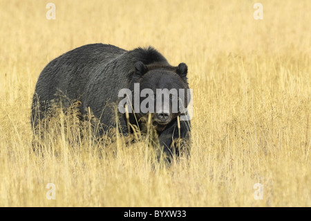 Bella nera orso grizzly nelle alte erbe d oro di autunno nel Parco Nazionale di Yellowstone. Foto Stock