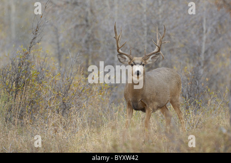 Majestic Mule Deer buck in prato boschivo. Foto Stock