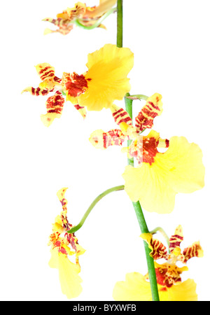 Bella bordeaux-giallo a macchie fiori di orchidea isolato di cluster su bianco Foto Stock