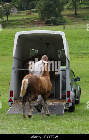 trasporto cavallo Foto Stock