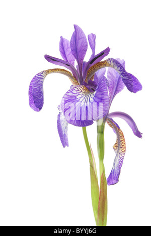 Iris blu fiore isolata contro uno sfondo bianco Foto Stock