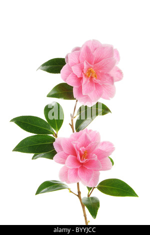 Camelia ramo con due fiori di magenta contro white Foto Stock