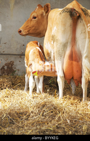 Feed di vitello off sua madre in una stalla in un locale farm REGNO UNITO Foto Stock