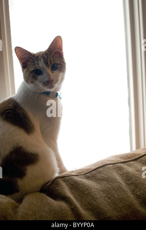 Gatto seduto nella finestra durante la tempesta di neve Foto Stock