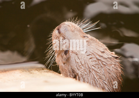 Una Lontra europea (Lutra lutra) sul Lago di Windermere, Lake District, UK. Foto Stock