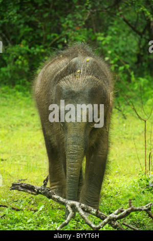 Un giovane elefante asiatico nella foresta Yala National Park nello Sri Lanka Foto Stock