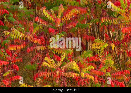 La Staghorn Sumac (Rhus hirta, Rhus typhina) nei colori dell'autunno. Foto Stock