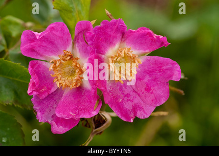 Alpine Rose (Rosa pendulina), fiori. Allgaeu Alpi, Baviera, Germania. Foto Stock