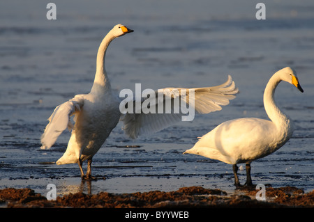 Singschwan (Cygnus cygnus) Rastvogel, Schwan, Singschwan, Livello, Voegel, Vogel, Whooper Swan, inverno, Zugvogel Foto Stock