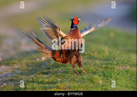 Fasan, Balz, Phasianus colchicus, fagiano comune Foto Stock