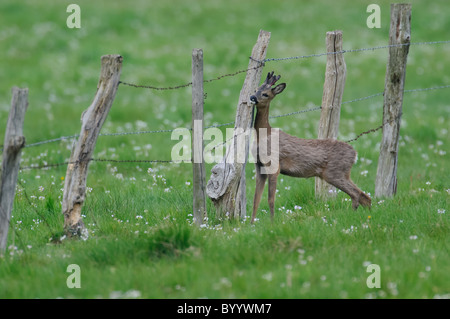 Unione caprioli [Capreolus capreolus], Germania Foto Stock