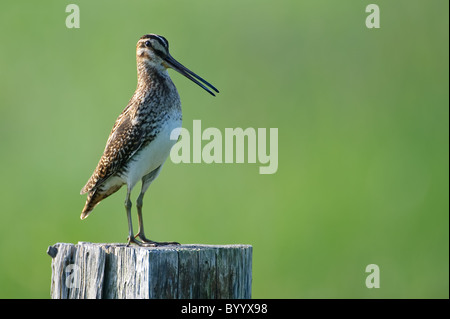 A fiocco comune beccaccino [Gallinago gallinago], Germania settentrionale Foto Stock