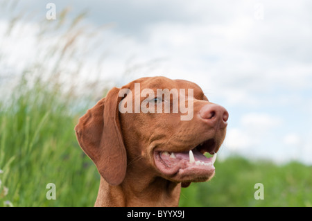 Un primo piano colpo di un cane Vizsla (ungherese puntatore) in un campo. Foto Stock