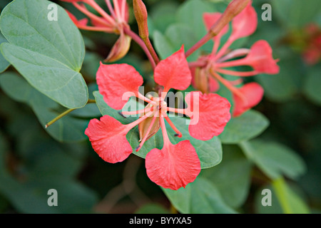 Flammenbaum Delonix regia fiore in primo piano Waterberg Plateau Park Namibia Foto Stock