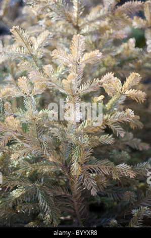 Un albero di Natale di morire dopo essere stati cacciati nel gennaio seguente le celebrazioni di Natale Foto Stock