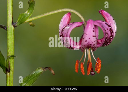 I turchi Cap Lily (Lilium martagon), fiore. Foto Stock