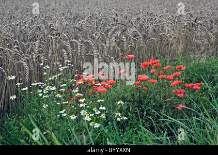 Cornfield in lettone Kurzeme campagna vicino Irlava Foto Stock