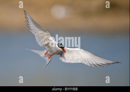 Common tern Sterna hirundo Fluss-Seeschwalbe Foto Stock