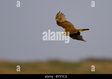 Northern albanella reale Circus cyaneus Kornweihe Foto Stock