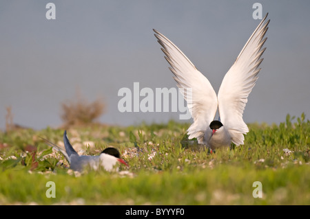 Comune Flussseeschwalbe tern Sterna hirundo Foto Stock