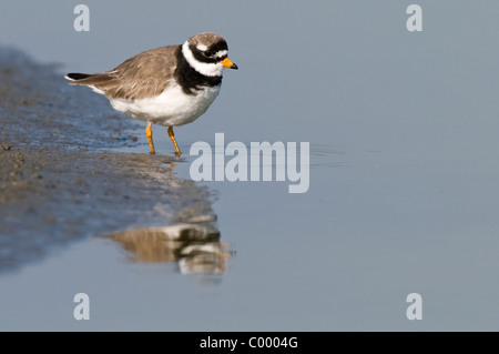 Comune di inanellare plover Charadrius hiaticula Sandregenpfeifer Foto Stock