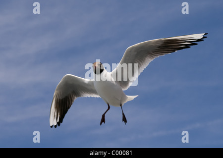 Nero comune-headed gull Larus ridibundus Foto Stock