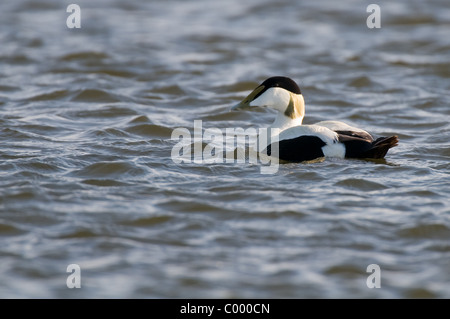 Common eider duck Somateria mollissima eiderente Foto Stock