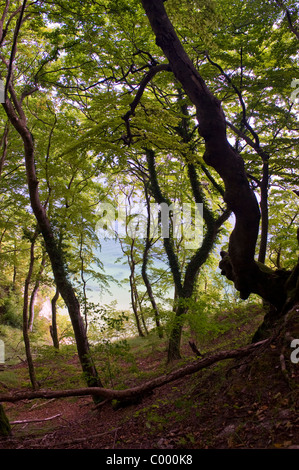 Foresta beeche in Nationalpark Jasmund Ostsee Ruegen Germania Foto Stock