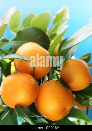 Mature tangerini su un ramo di albero. Cielo blu sullo sfondo. Foto Stock