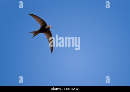 Comune, swift Apus apus, nero martin Foto Stock