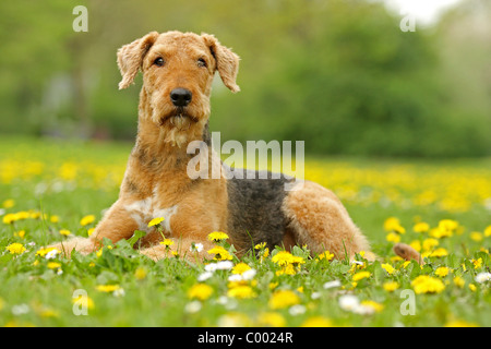 Airedale Terrier - sdraiato sul prato Foto Stock