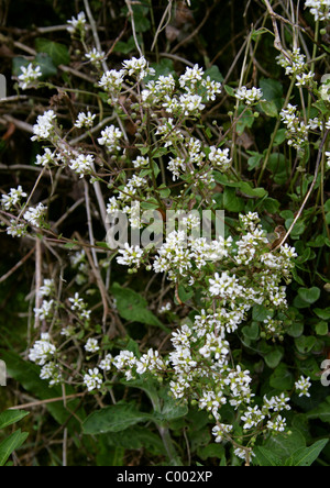 Scabbia comune-erba, Cochlearia officinalis, Brassicaceae. Cornovaglia, Inghilterra, Regno Unito. Britannico di fiori selvatici. Foto Stock