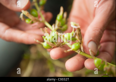 Verde o di cardamomo Elettaria impianto prima di baccelli vengono raccolte a mano e crescente in una fattoria in Honduras, America centrale. Foto Stock