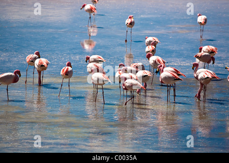 Stormo di fenicotteri a Laguna Colorada, Altiplano, Bolivia, Sud America. Foto Stock