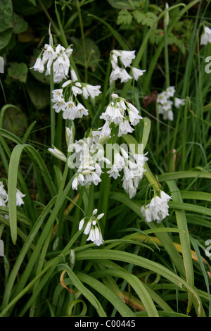 Tre-monopolizzato il porro, angolato Cipolla, Onion infestante o tre-angolato di aglio, Allium triquetrum, Alliaceae. Cornovaglia, Gran Bretagna, UK. Foto Stock